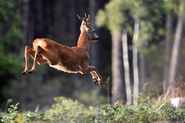 Deer Affirmation